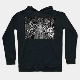 Black and White Photograph of a Redwood Tree Hoodie